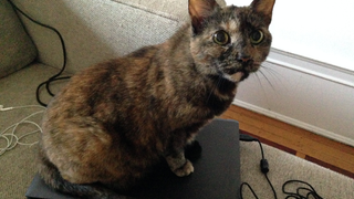 Illustration for article titled I Asked Cat Behavior Experts Why My Cat Is Obsessed With My Ridiculous Gamer Chair